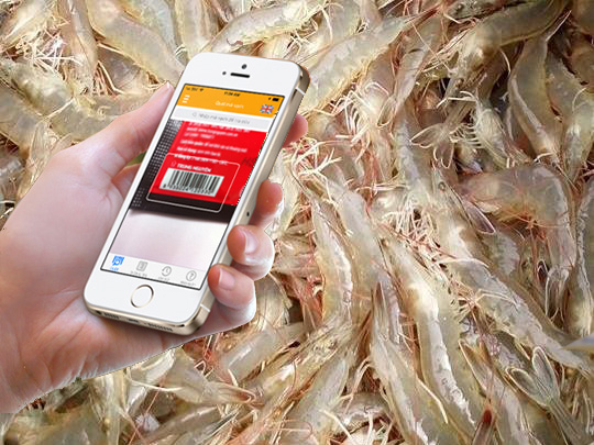 Truy Xuất Nguồn Gốc Tôm | Quy Trình, Biểu Mẫu, Quy Định, Phần Mềm 10 Truy Xuất Nguồn Gốc Tôm | Quy Trình, Biểu Mẫu, Quy Định, Phần Mềm 9